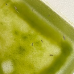 白メダカ稚魚の画像