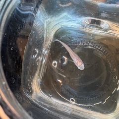 白メダカ稚魚の画像