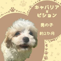 キャバビション(キャバリア×ビション)の男の子
