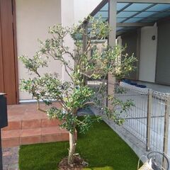 【コマゴマ工事   植木の剪定】