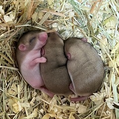 マカロニマウス　