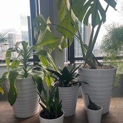 グリーン！モンステラなど観葉植物陶器鉢入りまとめ売り！！の画像