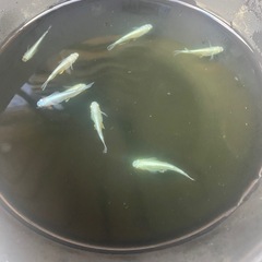 メダカの画像