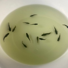 メダカの画像