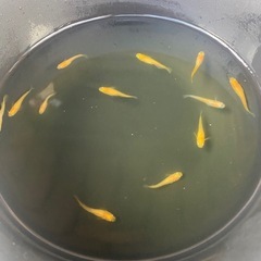 メダカの画像