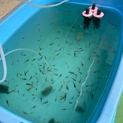 メダカの画像