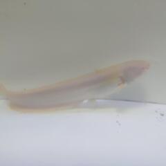 アルビノ南方大口ナマズ30cm±の画像