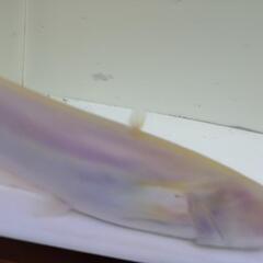 アルビノ南方大口ナマズ30cm±の画像