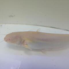 アルビノ南方大口ナマズ30cm±の画像