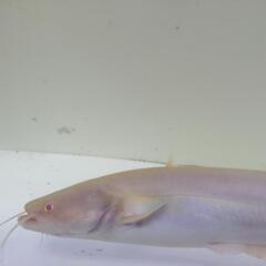アルビノ南方大口ナマズ30cm±の画像