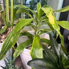 グリーン！モンステラなど観葉植物陶器鉢入りまとめ売り！！の画像