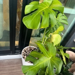 グリーン！モンステラなど観葉植物陶器鉢入りまとめ売り！！の画像