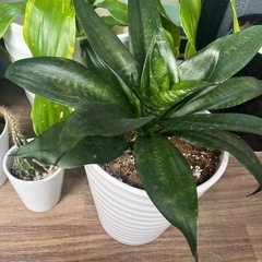 グリーン！モンステラなど観葉植物陶器鉢入りまとめ売り！！の画像