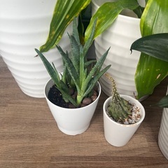 グリーン！モンステラなど観葉植物陶器鉢入りまとめ売り！！の画像