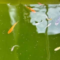 極上三色ラメ　稚魚の画像