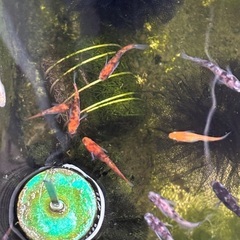 極上三色ラメ　稚魚の画像