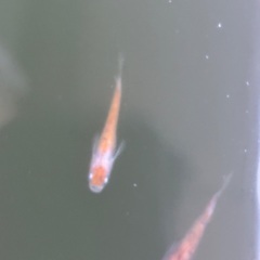 極上三色ラメ　稚魚の画像