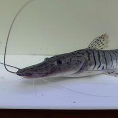 ワイドタイガーシャベル33cm±の画像