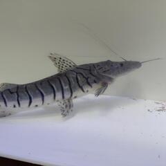 ワイドタイガーシャベル33cm±の画像