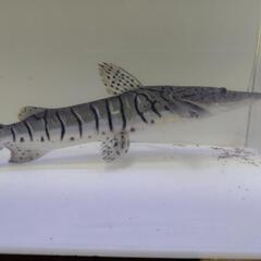 ワイドタイガーシャベル33cm±の画像