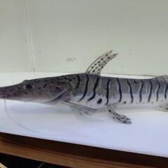 ワイドタイガーシャベル33cm±の画像
