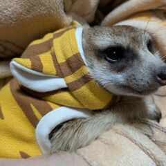 ミーアキャット