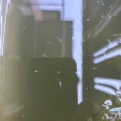 極上三色ラメ　稚魚の画像