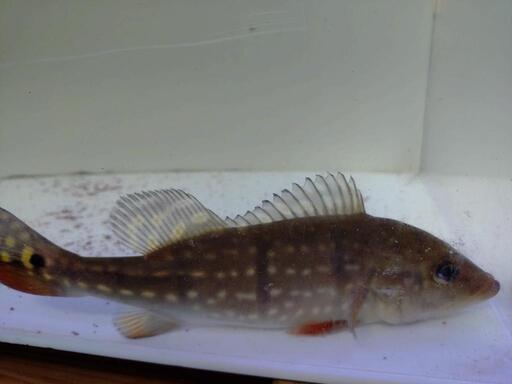 ワイドキクラテメンシス25cm±