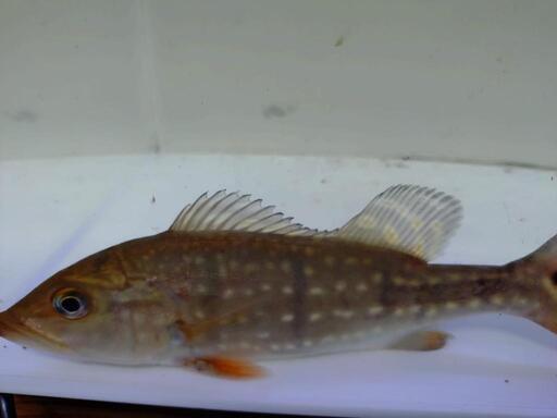 ワイドキクラテメンシス25cm±