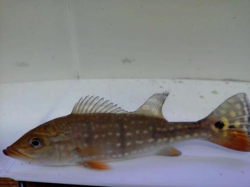 ワイドキクラテメンシス25cm±