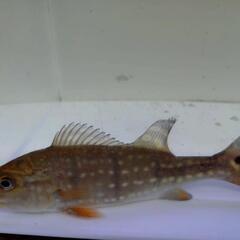 ワイドキクラテメンシス20cm±の画像
