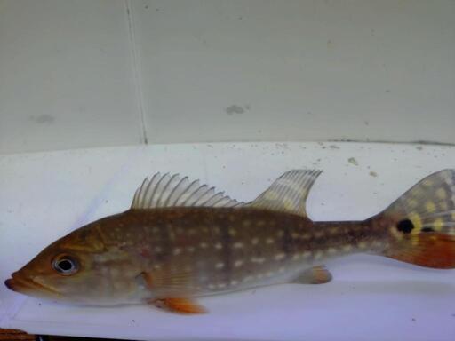 ワイドキクラテメンシス25cm±