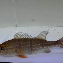 ワイドキクラテメンシス20cm±の画像