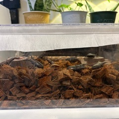 クワガタの画像