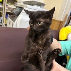 手術予定あり　生後3ヶ月の4兄弟　真菌完治済み - 大牟田市