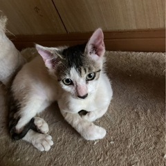 手術予定あり　生後3ヶ月の4兄弟　真菌完治済み - 猫