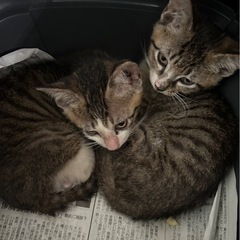 手術予定あり　生後3ヶ月の4兄弟　真菌完治済み − 福岡県