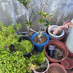 【取引中】植木鉢  鉢全ての画像