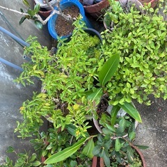 【取引中】植木鉢  鉢全ての画像