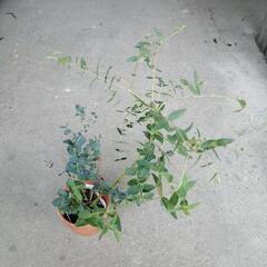 ユーカリ　パルブラの画像