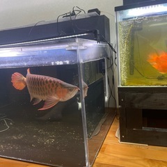 120アクリル水槽セットの画像
