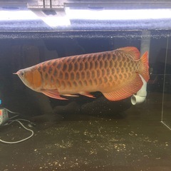 120アクリル水槽セットの画像