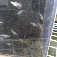 メダカの画像