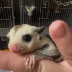 フクモモベビー‼️