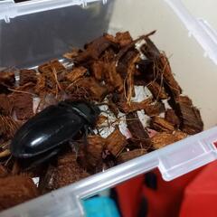 オオクワガタ　82㍉ペア　能勢YGの画像