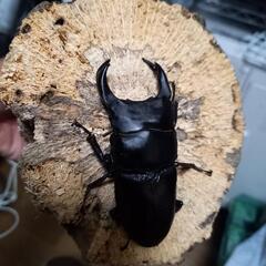 オオクワガタ　82㍉ペア　能勢YGの画像