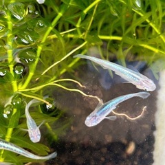 サバの極み成魚50円の画像