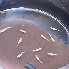 メダカ　ミックスメダカ 稚魚〜幼魚20匹＋aの画像