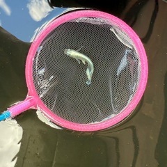 メダカの稚魚5匹(ミレージュロングフィン)の画像