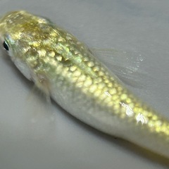 【メダカ】KAGRA若魚　管理No.0801)　  の画像